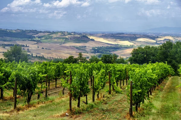 Summer landscape near Montepulciano — Stock Photo, Image