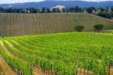 Montepulciano yakınındaki yaz manzara