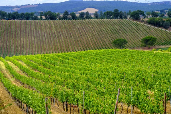 Krajobraz lato w pobliżu Montepulciano — Zdjęcie stockowe