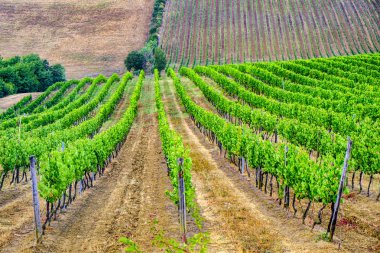 Montepulciano yakınındaki yaz manzara