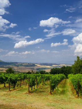 Montepulciano yakınındaki yaz manzara