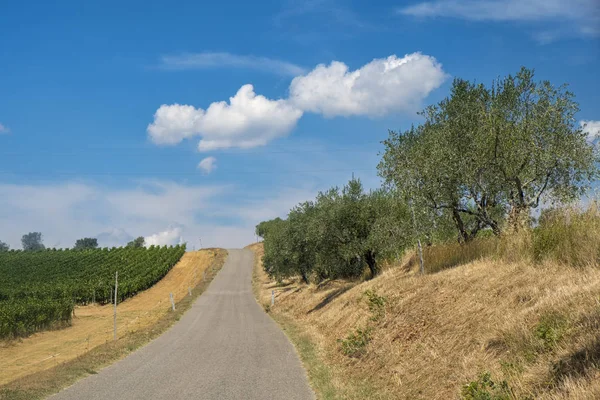 Paesaggio estivo nel Chianti (Toscana) ) — Foto Stock