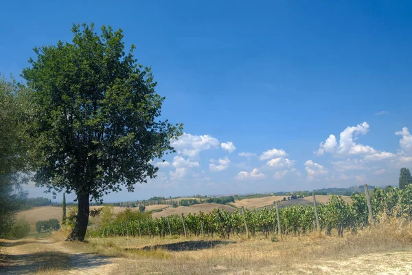 Zomer landschap in de Chianti-streek (Toscane) — Stockfoto