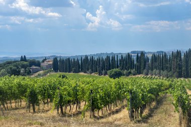 Yaz peyzaj (Toskonya Chianti bölgesinde)