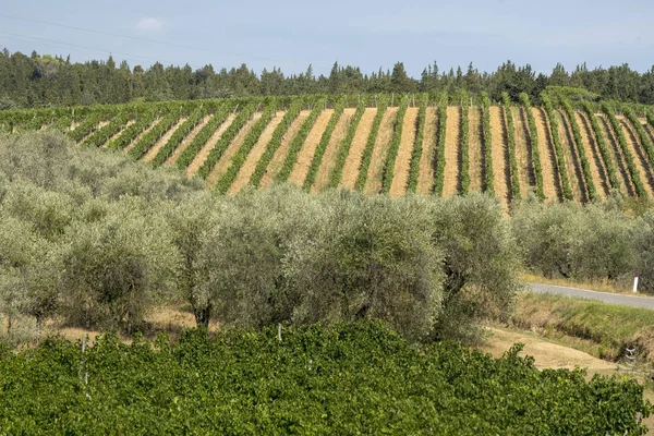 Paisagem de verão na região de Chianti (Toscana ) — Fotografia de Stock