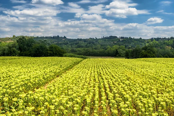 Zomer landschap in de buurt van Volterra in Toscane — Stockfoto