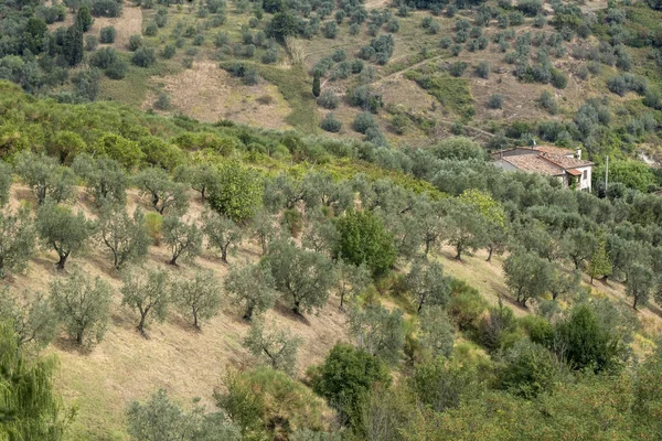 Sommarlandskap nära Volterra, Toscana — Stockfoto