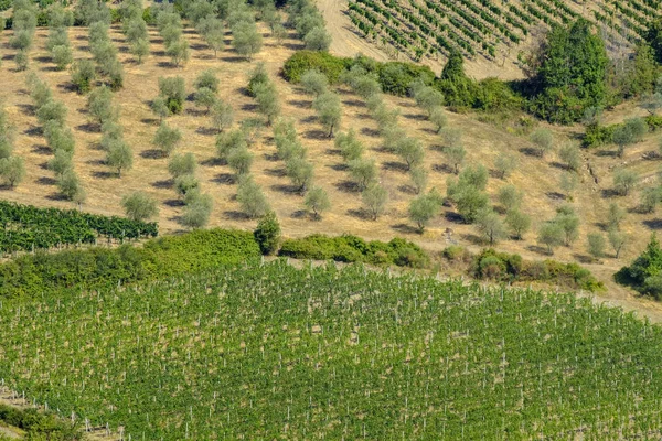 Paisagem de verão na região de Chianti (Toscana ) — Fotografia de Stock