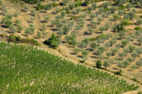 Yaz peyzaj (Toskonya Chianti bölgesinde) — Stok fotoğraf