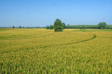 Po döngüsü yol boyunca kırsal manzara