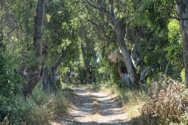 Agro Pontino, Lazio, İtalya 'da kırsal alan