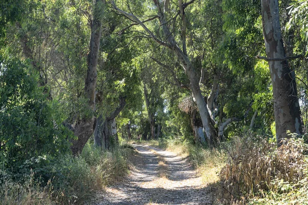 Paesaggio rurale in Agro Pontino, Lazio, Italia — Foto Stock