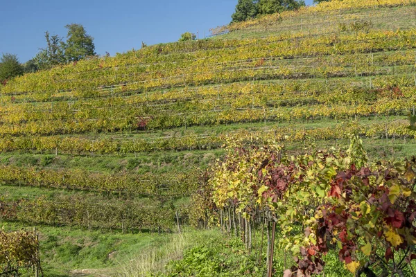 Виноградники в парке Монтевеккья и Куроне, Италия, осенью — стоковое фото