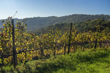 Sonbaharda Montevecchia ve Curone, İtalya 'daki üzüm bağları