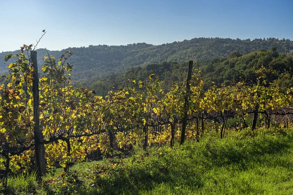 Αμπελώνες στο πάρκο Montevecchia και Curone, Ιταλία, το φθινόπωρο — Φωτογραφία Αρχείου