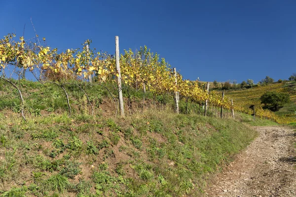Vineyards in the park of Montevecchia and Curone, Italy, at fall — Stock Photo, Image