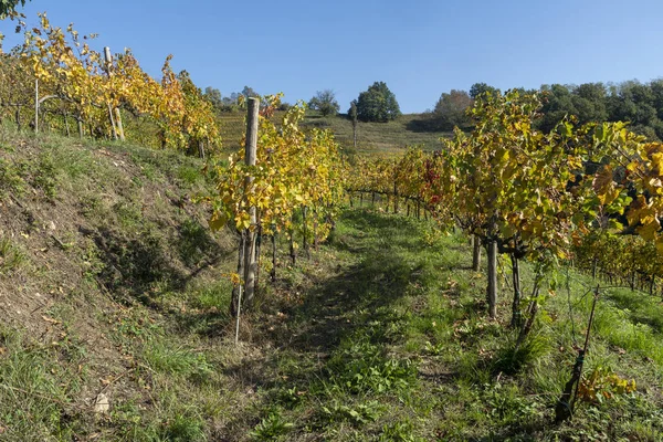 Jesienią winnice w parku Montevecchia i Curone we Włoszech — Zdjęcie stockowe