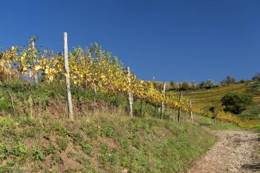 Sonbaharda Montevecchia ve Curone, İtalya 'daki üzüm bağları