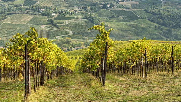 Viñedos de Oltrepo Pavese, Italia, en otoño — Foto de Stock