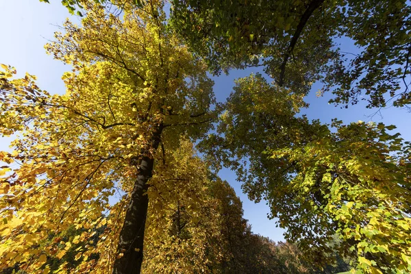 Folhagem no outono no Parque Monza — Fotografia de Stock