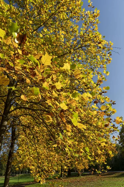 Liście jesienią w parku Monza — Zdjęcie stockowe