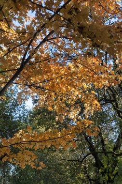 Milan, Sempione Parkı Kasım 'da