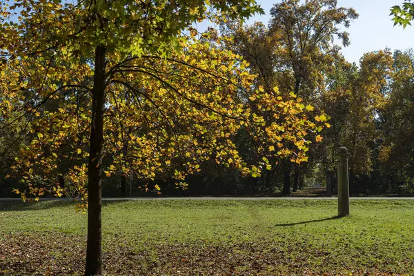 Листя в парку Монца. — стокове фото