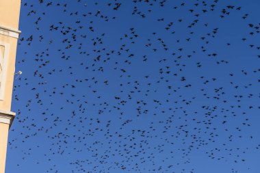 Sığırcık sürüsü göç ediyor.