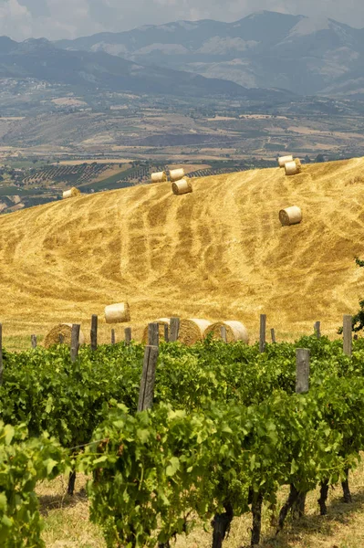 Paisaje de verano en Calabria, Italia, cerca de Spezzano Albanese — Foto de Stock