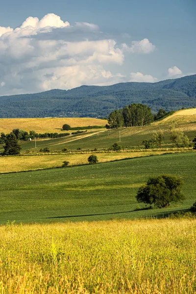 Letní krajina podél silnice do Camigliatella, Sila — Stock fotografie