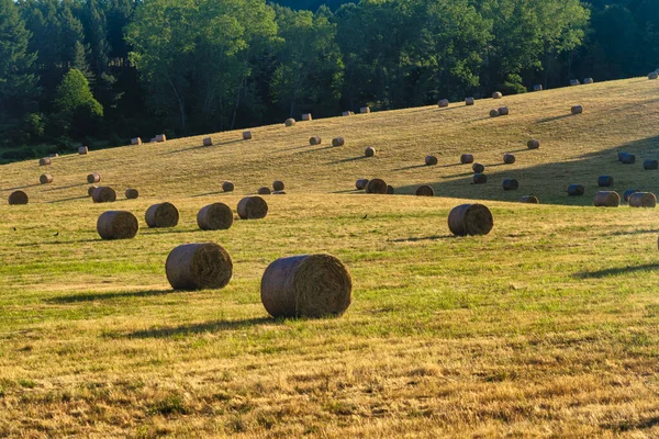 Літній пейзаж вздовж дороги до Камільятелло (Сила). — стокове фото