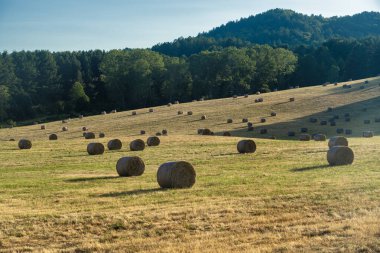 Camigliatello, Sila yolu boyunca yaz manzarası