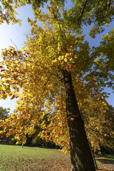 Liście jesienią w parku Monza — Zdjęcie stockowe