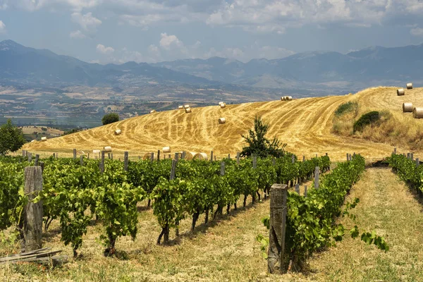 Zomer landschap in Calabrië, Italië, in de buurt van Spezzano Albanese — Stockfoto