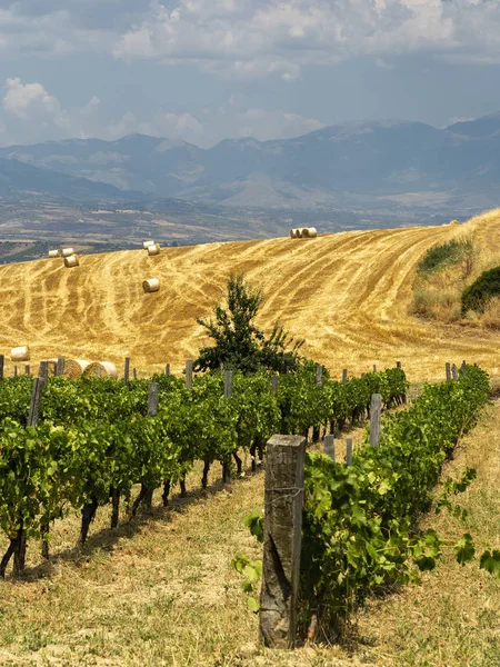 Paesaggio estivo in Calabria, Italia, vicino Spezzano Albanese — Foto Stock