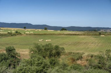 Camigliatello, Sila yolu boyunca yaz manzarası. Cecita!