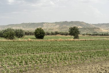 Yazın Matera eyaletinde kırsal alan
