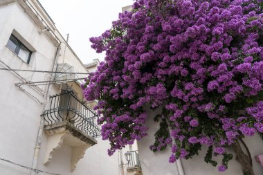 Bernalda, Basilicata 'nın tarihi kasabası.