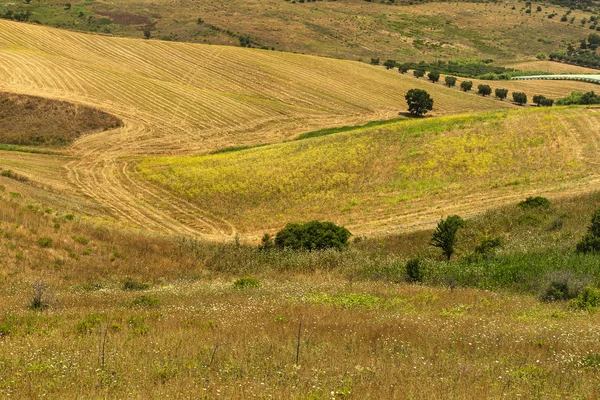 Сельский пейзаж в Апулии летом — стоковое фото