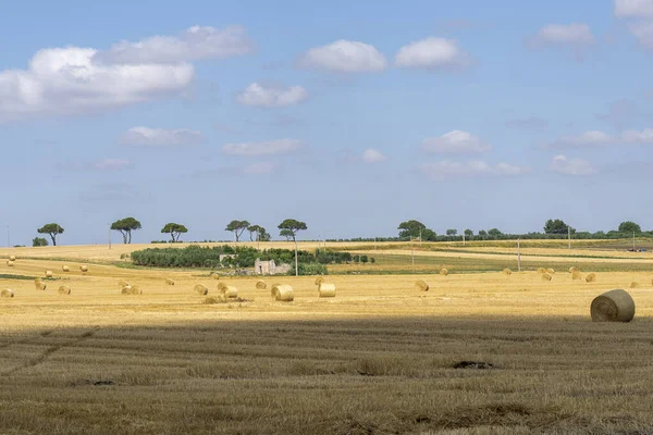 Rural landscape in Apulia at summer — 스톡 사진