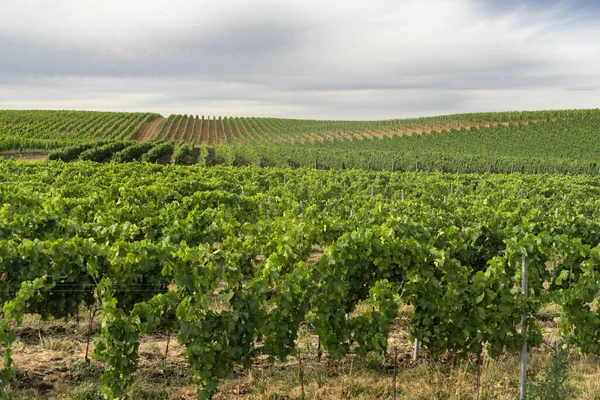 Paesaggio rurale in Basilicata in estate — Foto Stock