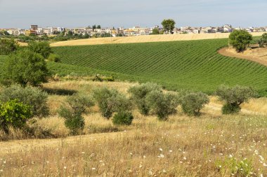 Yazın Basilicata 'da kırsal alan