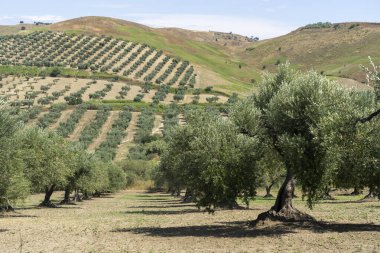 Lucera, Apulia yakınlarındaki kırsal alan