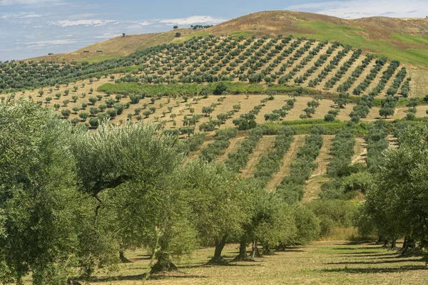 Paisaje rural cerca de Lucera, Apulia — Foto de Stock