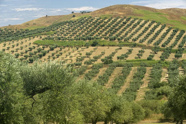 Paisagem rural perto de Lucera, Apúlia — Fotografia de Stock