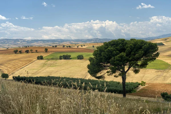 Venkovská Krajina Poblíž Serracapriola Foggia Apulia Jižní Itálie Létě — Stock fotografie