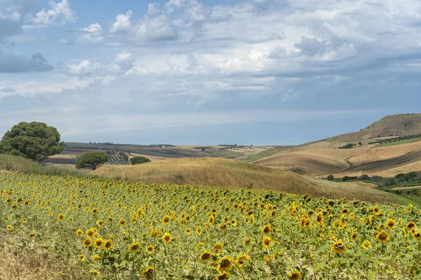 Yazın Serracapriola Foggia Apulia Güney Talya Yakınlarındaki Kırsal Alan — Stok fotoğraf