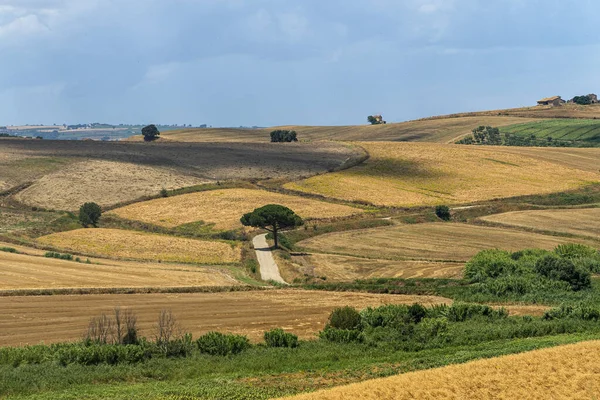 Landsbygdslandskap Nära Serracapriola Foggia Apulien Södra Italien Sommaren — Stockfoto