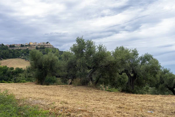 Silvi Teramo Abruzzo Italy Panoramic View Historic Town Old Olive — Stockfoto