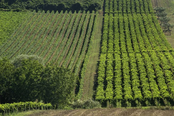 夏にはイタリアのアブルッツォ州キエーティ近くの田園風景 ブドウ畑 — ストック写真